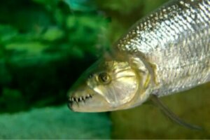 Le poisson tigre : le titan africain des eaux douces