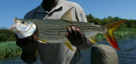 Un homme tenant un poisson tigre dans ses mains.