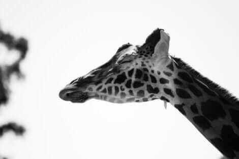 Les girafes dorment peu.