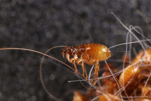 Pourquoi est-il important d'éviter les parasites chez les animaux de compagnie ?