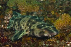 Le secret des requins et de la bioluminescence