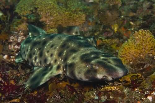 Le secret des requins et de la bioluminescence