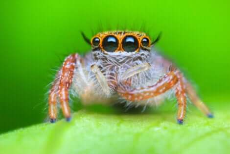 Les araignées salticides font partie des araignées les plus adorables.