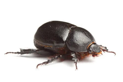 La coprophagie dans le monde animal