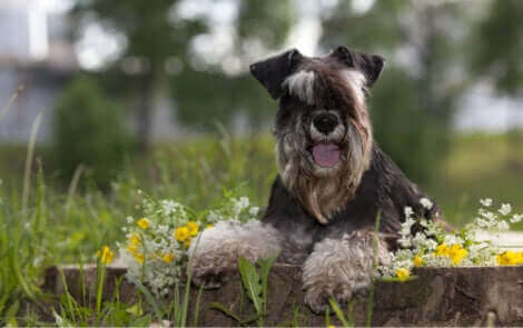Le schnauzer nain, l'une des races de chien susceptibles de s'échapper.