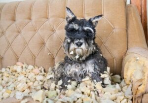 Un chien souffrant du trouble obsessionnel compulsif canin.