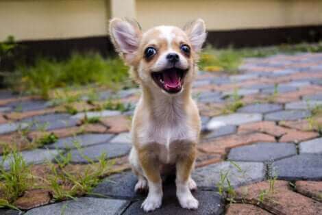 Le chihuahua, l'une des races de chien susceptibles de s'échapper.