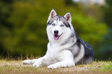 Le husky, l'une des races de chien susceptibles de s'échapper.