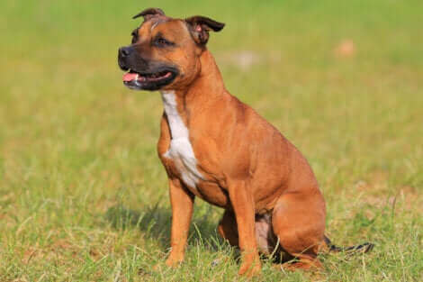 Le bull terrier, l'une des races de chien susceptibles de s'échapper.
