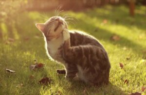 Atopie : causes, symptômes et traitement