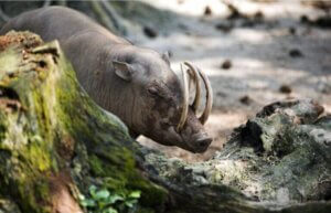 Le babiroussa : ses origines et son habitat