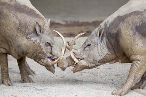 Il s'agit de babiroussas mâles.