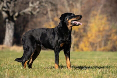 Le beauceron, l'une des meilleures races de chien de garde.