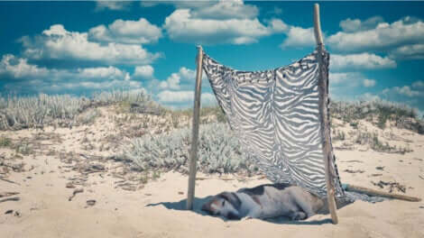 La dermatose solaire implique un dommage cellulaire important.