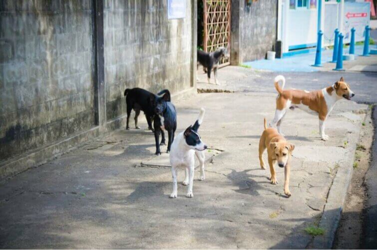A la recherche des chiens perdus suite à l'explosion de Beyrouth
