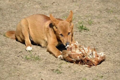 Un dingo en train de s'alimenter.