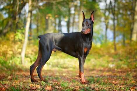 Le doberman pinscher , l'une des meilleures races de chien de garde.