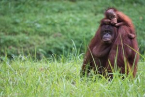 Qu'est-ce qu'une génération animale ?