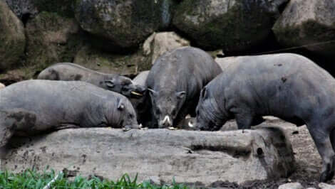Il s'agit d'un groupe de babiroussas.