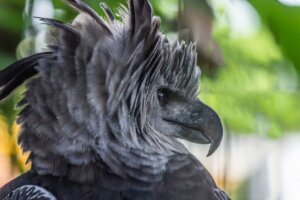 Harpia harpyja : la plus grande harpie d'Amérique du Sud