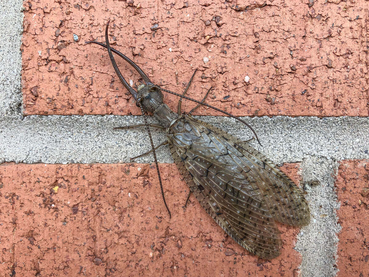 Les Corydalidae, des insectes inoffensifs à l'aspect menaçant.