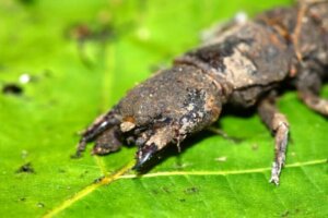 Des insectes inoffensifs, mais à l'aspect menaçant