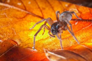 Savez-vous ce qu'est la matriphagie ?