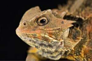 Le lézard à cornes : un reptile qui pleure du sang