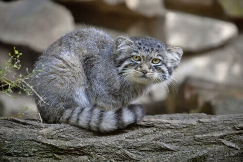 Le manul, l'un des aristocrates les moins connus.