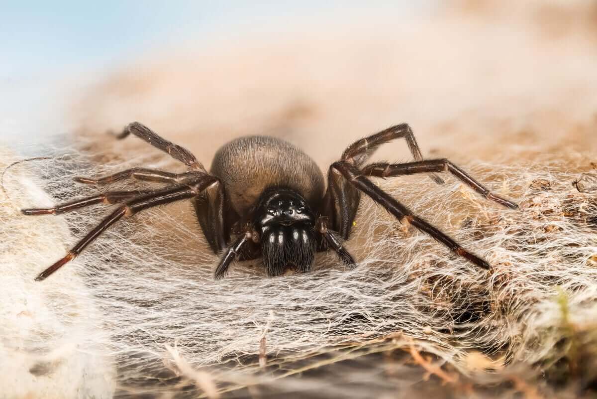 La matriphagie, une question génétique.