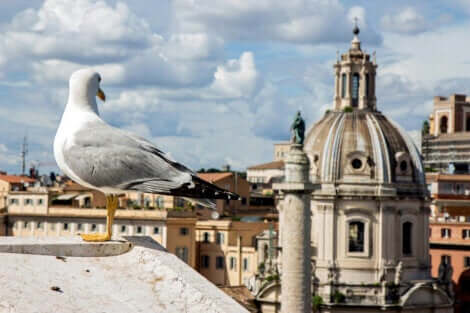 La pollution sonore nuit à la communication des oiseaux.