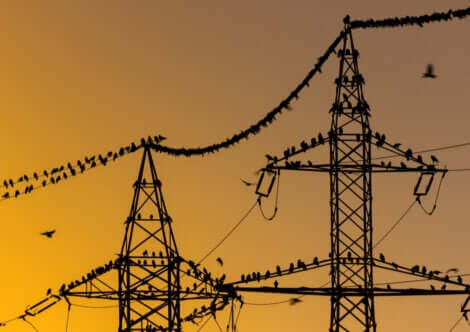 La pollution sonore peut masquer la communication entre oiseaux.