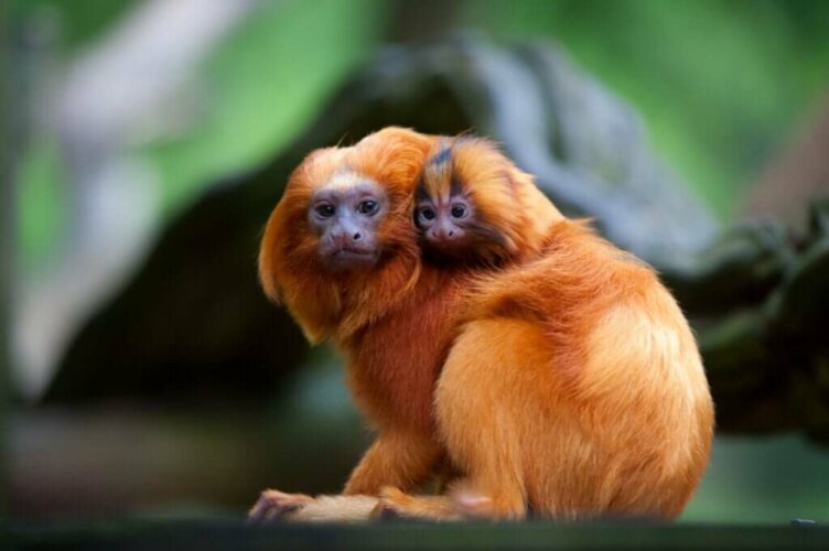 Le tamarin-lion doré : entre menaces et bienfaiteurs