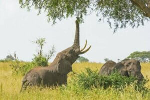 Les particularités de l'alimentation des éléphants en captivité
