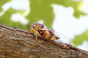 Pourquoi les cigales chantent-elles en été ?
