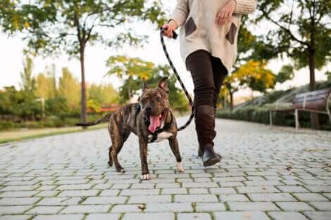 Promener son chien, une mesure obligatoire ?