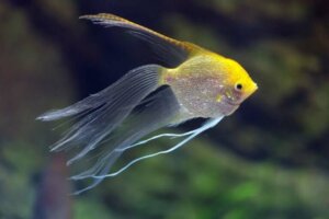 Que sont donc les animaux hybrides ?