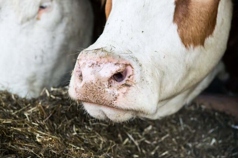 Le rumen : un écosystème microbien