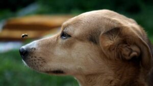 Comment traiter les piqûres chez le chien ?