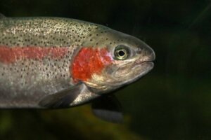 La truite arc-en-ciel, un salmonidé multicolore