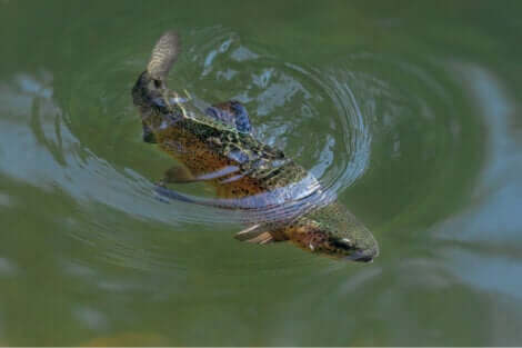 Il s'agit d'une truite arc-en-ciel.