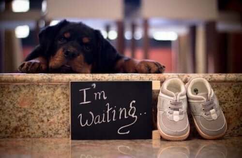 Abandon d'un chien : la réponse de futurs parents