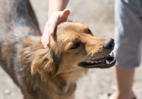 Où adopter un chien dans votre ville ?