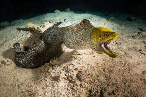 L'anguille fait partie des poissons sans écailles.