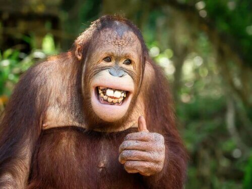 Les animaux adoptent des comportements qui peuvent correspondre au sens de l'humour.