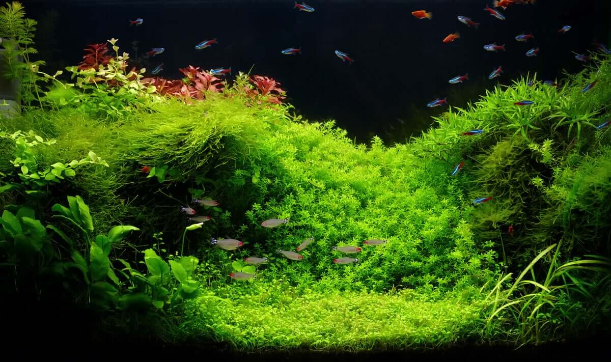 Aquarium avec des plantes.