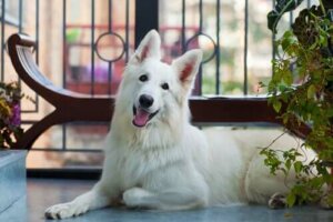 Balcon à la maison : quelles précautions prendre ?