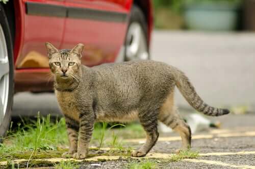 Comment préparer votre maison pour l'accueil d'un chat errant ?