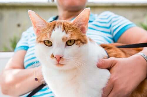Les chats adorent être avec leurs maîtres