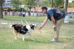 Un chien en train d'être éduqué.